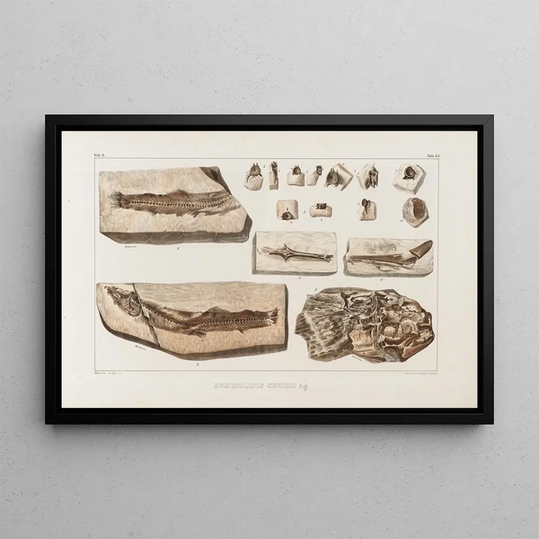 Louis Agassiz - Recherches sur les poissons fossiles Pl066.webp