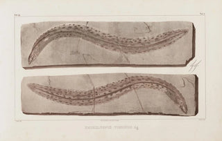 Louis Agassiz - Recherches sur les poissons fossiles Pl071.webp