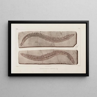 Louis Agassiz - Recherches sur les poissons fossiles Pl071.webp