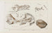 Recherches sur les poissons fossiles Pl075 - Louis Agassiz — artwork view