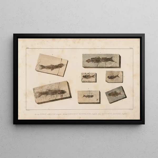 Ricerche sui pesci fossili, Pl. 078 - Louis Agassiz — quadro incorniciato alla parete