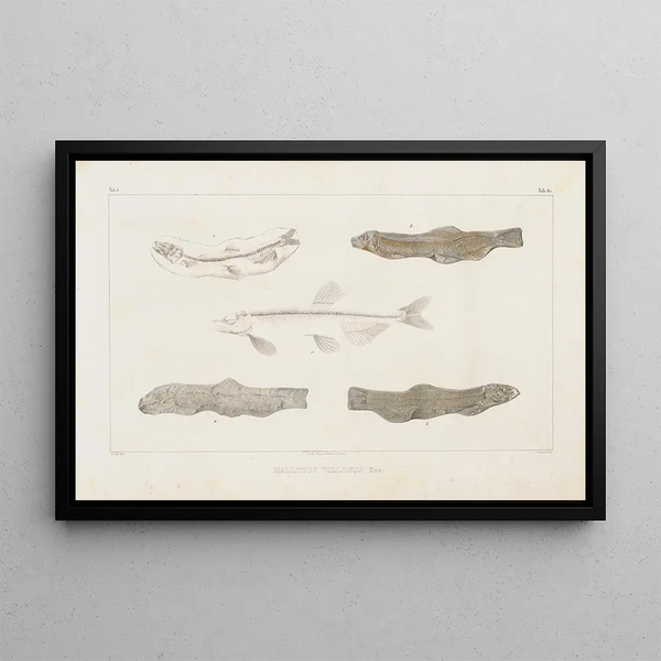 Louis Agassiz - Recherches sur les poissons fossiles Pl084.webp