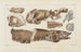 Recherches sur les poissons fossiles Pl086 - Louis Agassiz — artwork view