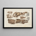 Recherches sur les poissons fossiles Pl086 - Louis Agassiz — framed artwork on a wall