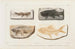 Recherches sur les poissons fossiles Pl088 - Louis Agassiz — artwork view
