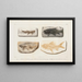 Recherches sur les poissons fossiles Pl088 - Louis Agassiz — framed artwork on a wall