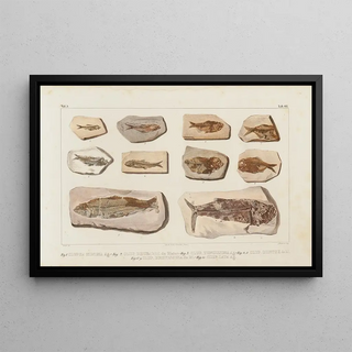 Louis Agassiz - Recherches sur les poissons fossiles Pl089.webp