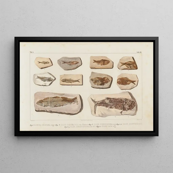 Louis Agassiz - Recherches sur les poissons fossiles Pl089.webp