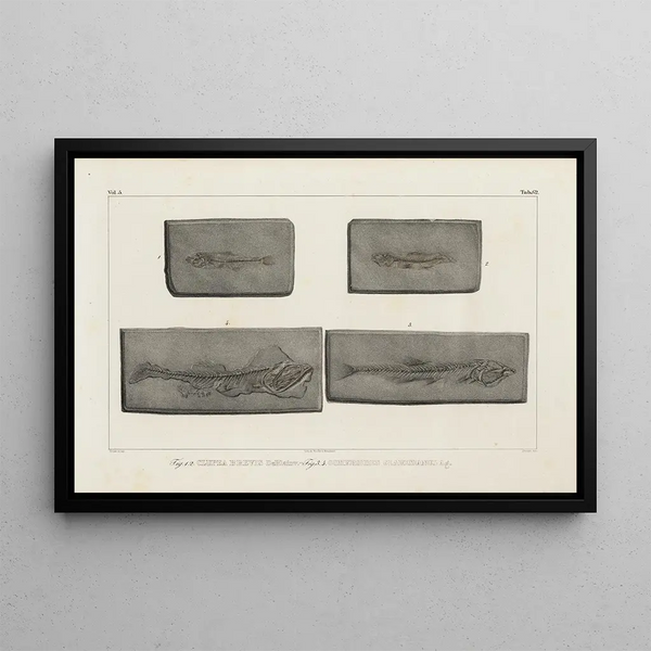 Recherches sur les poissons fossiles Pl090 - Louis Agassiz — gerahmtes Bild an der Wand