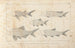 Recherches sur les poissons fossiles Pl093 - Louis Agassiz — artwork view