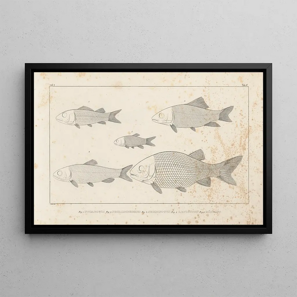 Recherches sur les poissons fossiles Pl095 - Louis Agassiz — gerahmtes Bild an der Wand