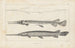 Recherches sur les Poissons Fossiles Pl103 - Louis Agassiz — artwork view