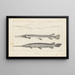 Recherches sur les Poissons Fossiles Pl103 - Louis Agassiz — framed artwork on a wall