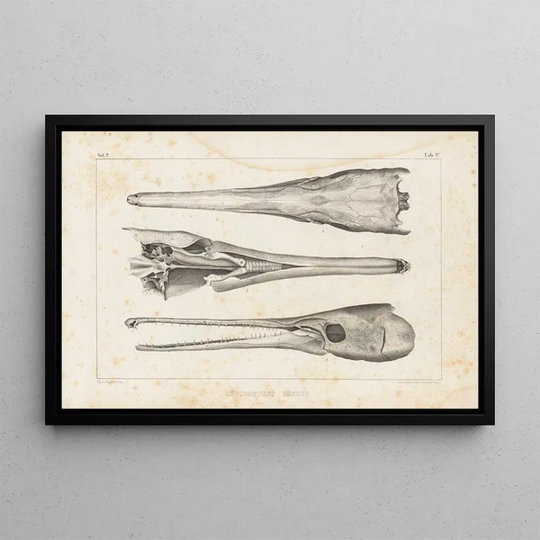 Recherches sur les poissons fossiles Pl105 - Louis Agassiz — gerahmtes Bild an der Wand