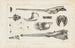 Recherches sur les poissons fossiles Pl106 - Louis Agassiz — artwork view