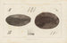 Recherches sur les poissons fossiles, pl. 115 - Louis Agassiz — artwork view