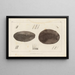Recherches sur les poissons fossiles, pl. 115 - Louis Agassiz — framed artwork on a wall