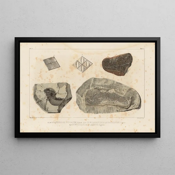 Louis Agassiz - Recherches sur les poissons fossiles Pl118.webp