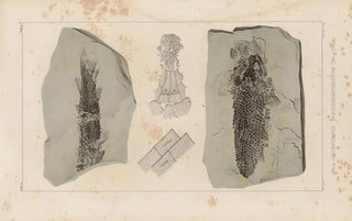 Louis Agassiz - Recherches sur les poissons fossiles Pl123.webp