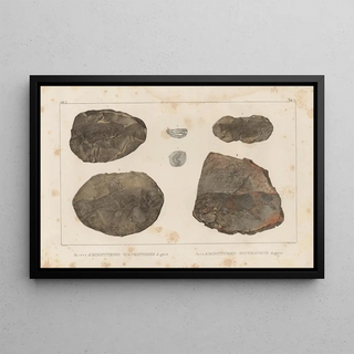 Louis Agassiz - Recherches sur les poissons fossiles Pl126.webp
