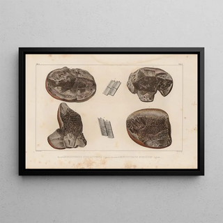 Louis Agassiz - Recherches sur les poissons fossiles Pl128.webp