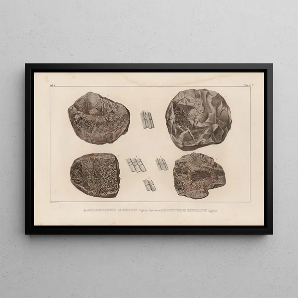 Recherches sur les poissons fossiles Pl129 - Louis Agassiz — gerahmtes Bild an der Wand