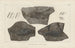 Recherches sur les poissons fossiles Pl131 - Louis Agassiz — artwork view