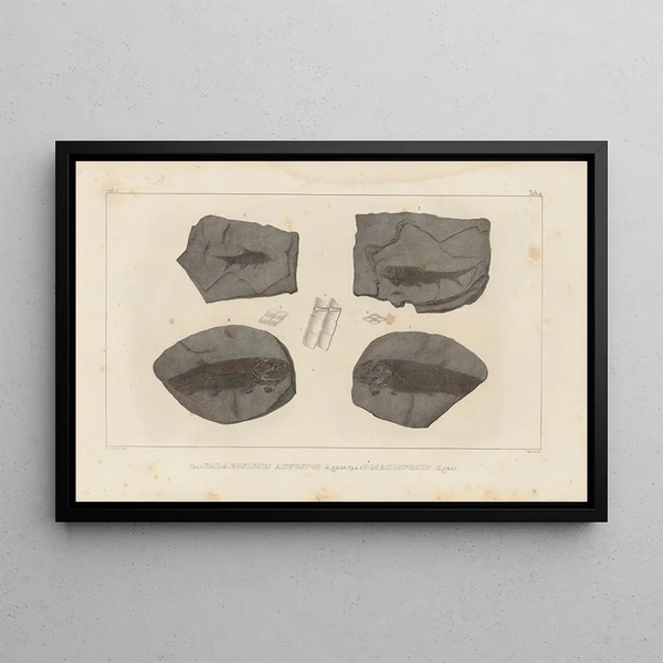 Louis Agassiz - Recherches sur les poissons fossiles Pl134.webp