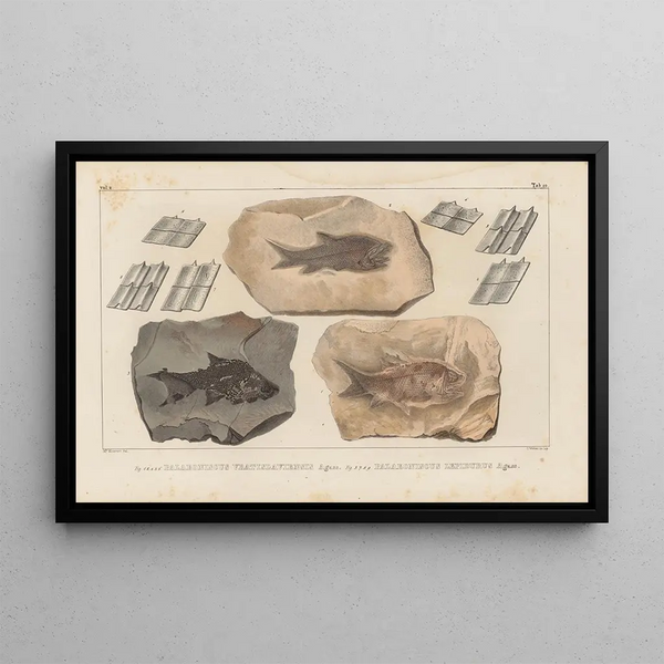 Louis Agassiz - Recherches sur les poissons fossiles Pl135.webp