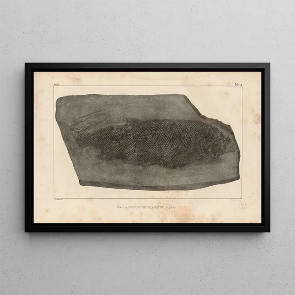 Recherches sur les poissons fossiles Pl142 - Louis Agassiz — gerahmtes Bild an der Wand