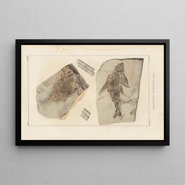 Louis Agassiz - Recherches sur les poissons fossiles Pl144.webp
