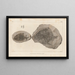 Recherches sur les poissons fossiles Pl146 - Louis Agassiz — framed artwork on a wall
