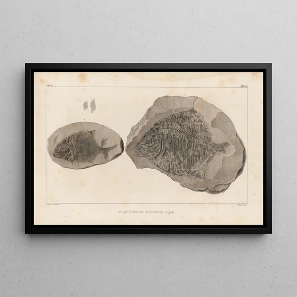 Louis Agassiz - Recherches sur les poissons fossiles Pl146.webp
