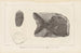 Recherches sur les poissons fossiles Pl149 - Louis Agassiz — artwork view