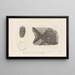 Recherches sur les poissons fossiles Pl149 - Louis Agassiz — framed artwork on a wall