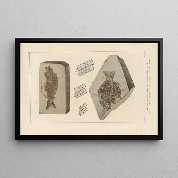 Recherches sur les poissons fossiles Pl152 - Louis Agassiz — gerahmtes Bild an der Wand