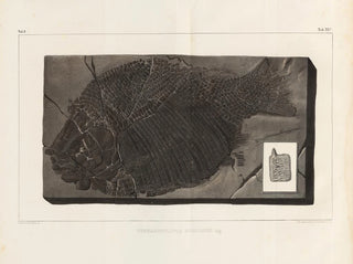 Louis Agassiz - Recherches sur les poissons fossiles Pl156.webp