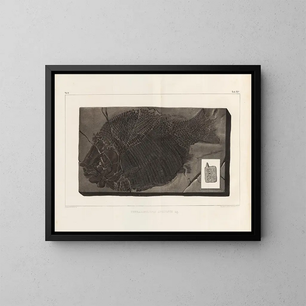 Recherches sur les poissons fossiles - Louis Agassiz — gerahmtes Bild an der Wand