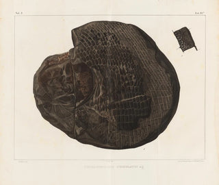 Louis Agassiz - Recherches sur les poissons fossiles Pl157.webp