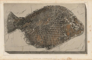 Louis Agassiz - Recherches sur les poissons fossiles Pl163.webp