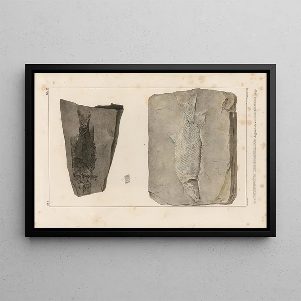 Recherches sur les poissons fossiles Pl168 - Louis Agassiz — gerahmtes Bild an der Wand