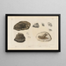 Recherches sur les poissons fossiles Pl171 - Louis Agassiz — framed artwork on a wall