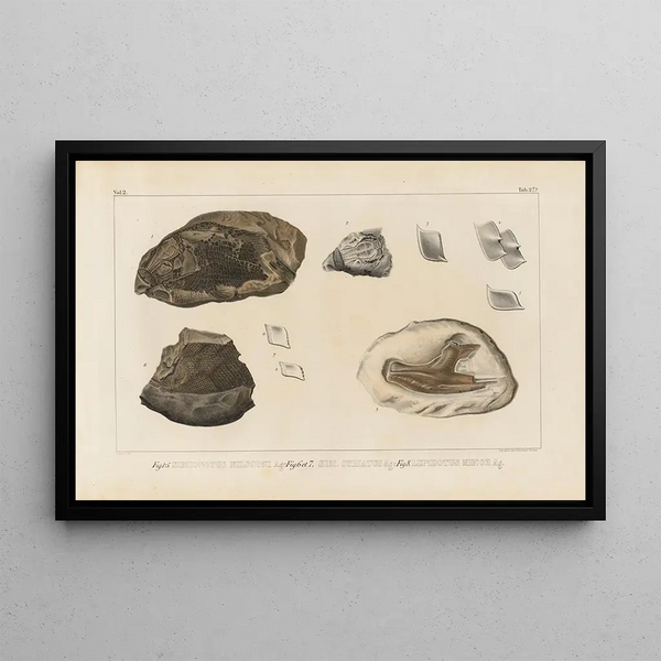 Ricerche sui pesci fossili Pl171 - Louis Agassiz — quadro incorniciato alla parete