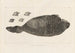 Recherches sur les poissons fossiles Pl174 - Louis Agassiz — artwork view