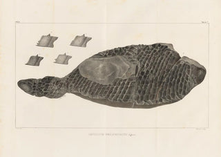 Louis Agassiz - Recherches sur les poissons fossiles Pl174.webp