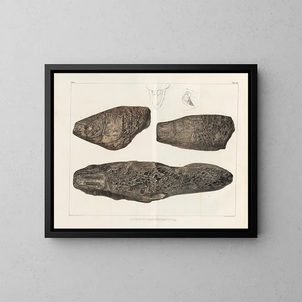 Recherches sur les poissons fossiles - Louis Agassiz — gerahmtes Bild an der Wand