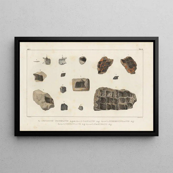 Louis Agassiz - Recherches sur les poissons fossiles Pl177.webp