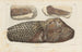 Recherches sur les poissons fossiles Pl179 - Louis Agassiz — artwork view
