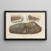Recherches sur les poissons fossiles Pl179 - Louis Agassiz — framed artwork on a wall