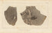 Recherches sur les poissons fossiles Pl. 182 - Louis Agassiz — artwork view